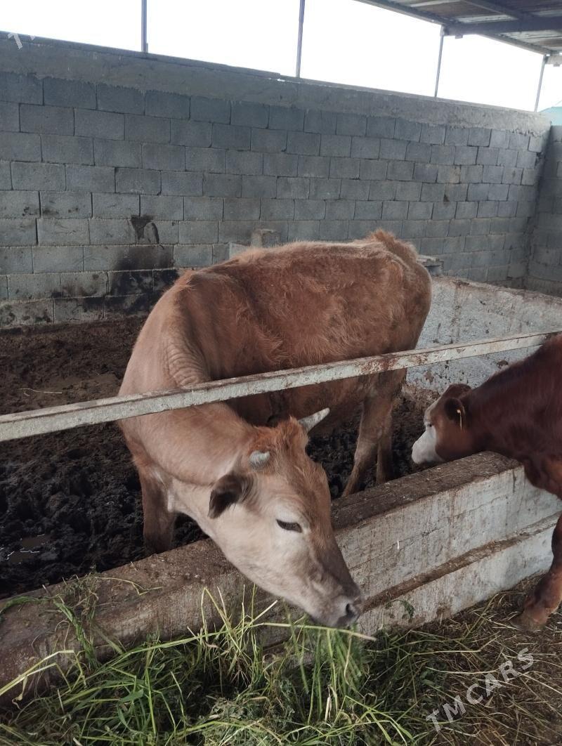 tüwe - Гёкдепе - img 1