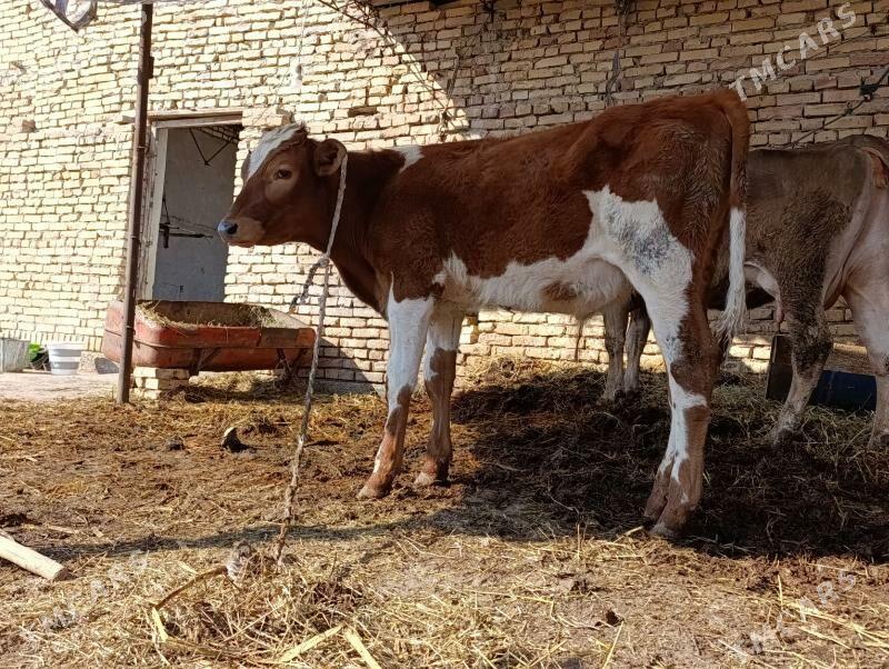 smental saglyk - Чарджоу - img 1