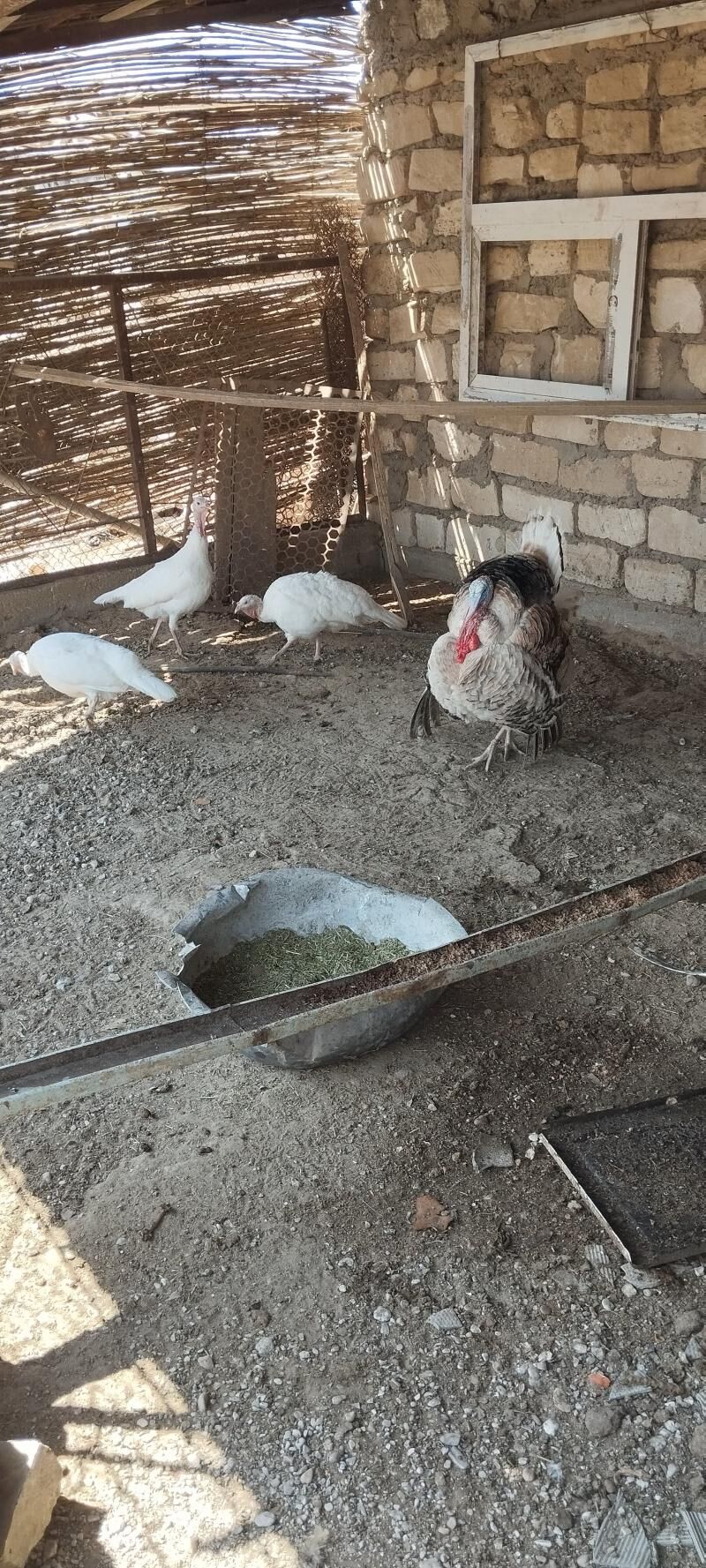 induk yumurtga - Gumdag - img 1