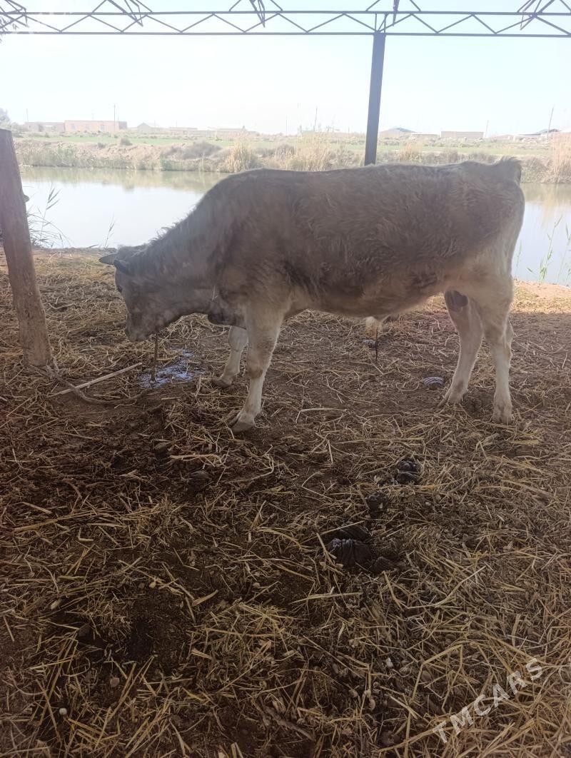 Okuzler unajyn - Дянев - img 1