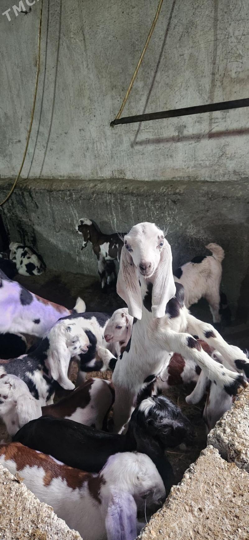 pakistan owlak - Бузмеин - img 1