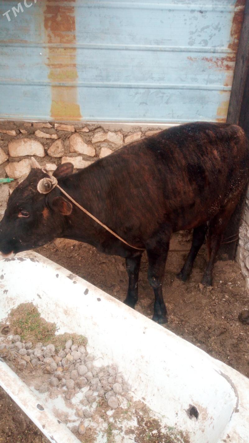 okiz - Джебел - img 1