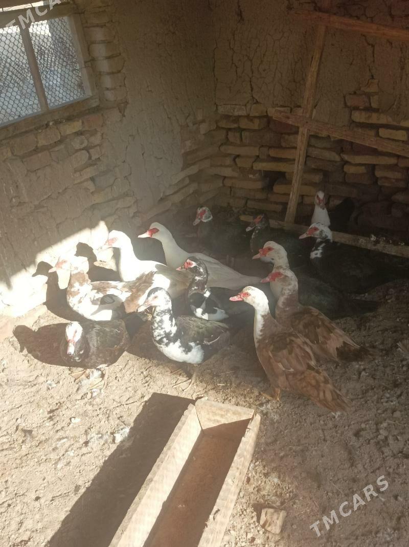 Indawutga ene - Векильбазар - img 1