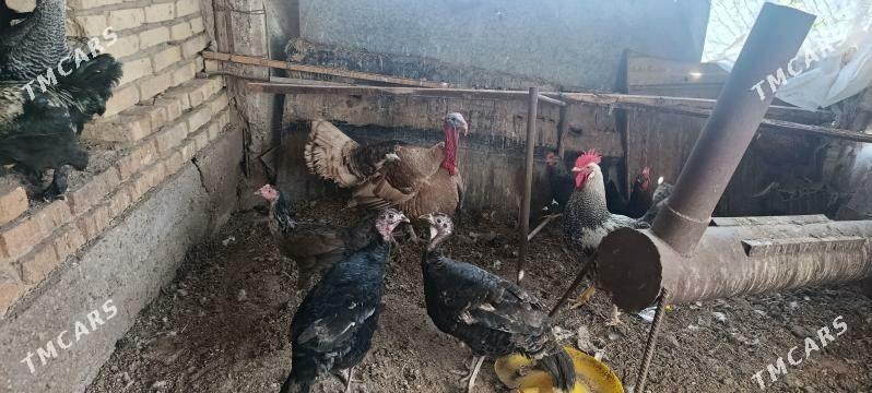 Индюклар - Туркменабат - img 1