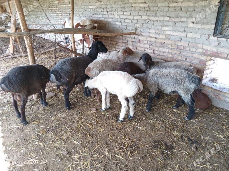 semiz goyynlar - Саят - img 1