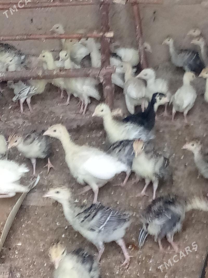 induk jüýje - Garagum etraby - img 1