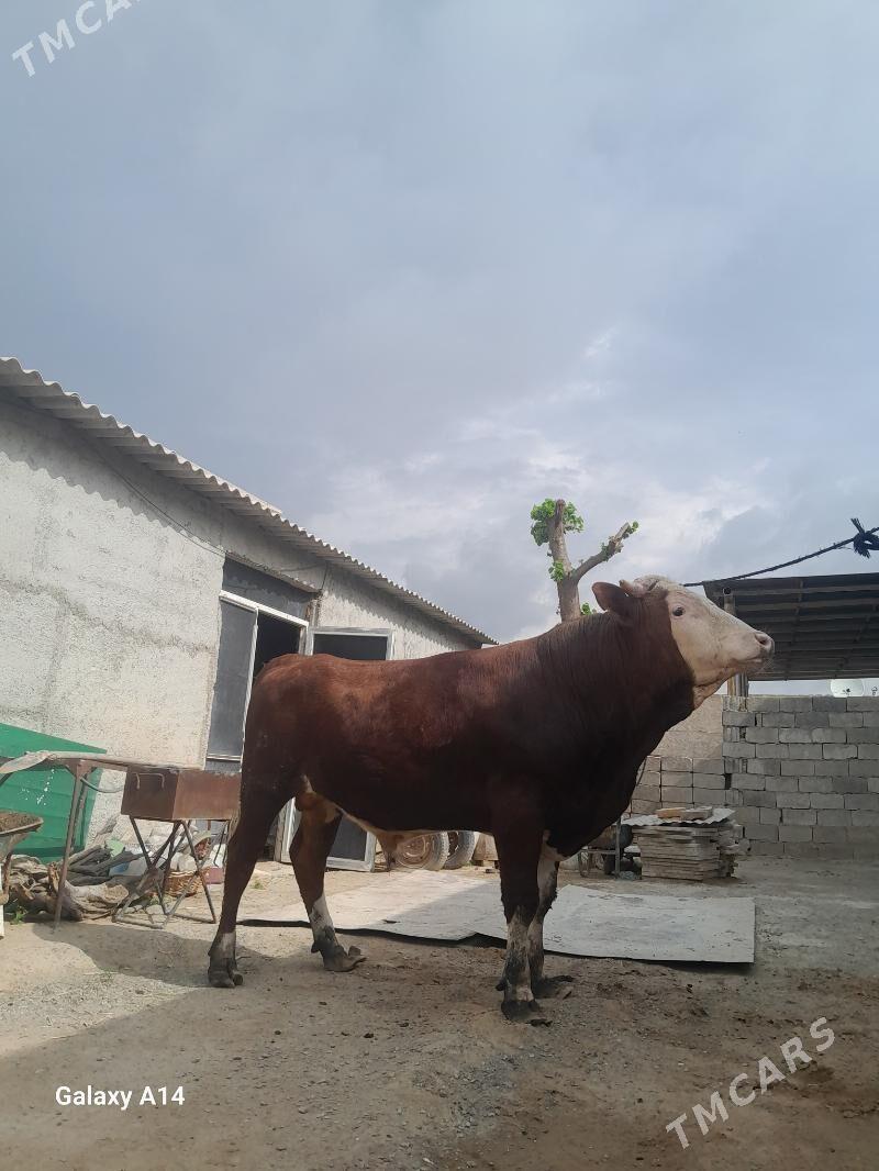 ökuz simintal - Ашхабад - img 1