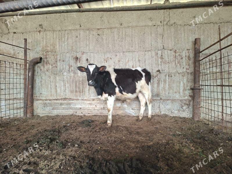 okuz - Gökdepe - img 1