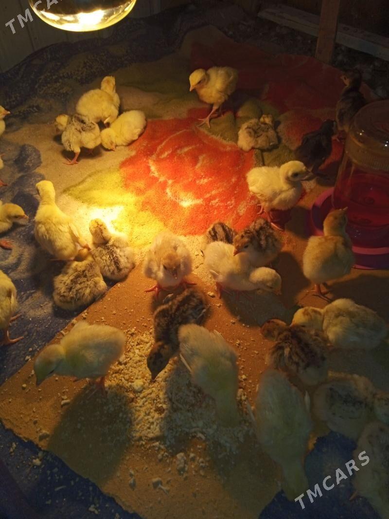 induk juje - Байрамали - img 1