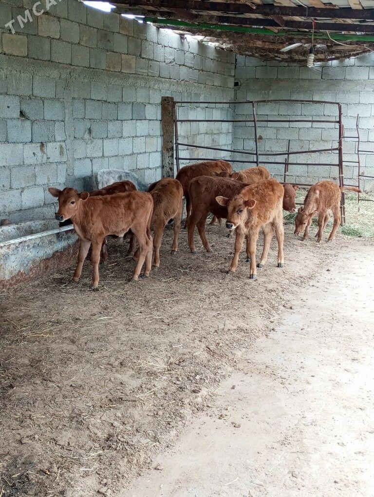 ÖKÜZLER WE TÜWELER - Гёкдепе - img 1