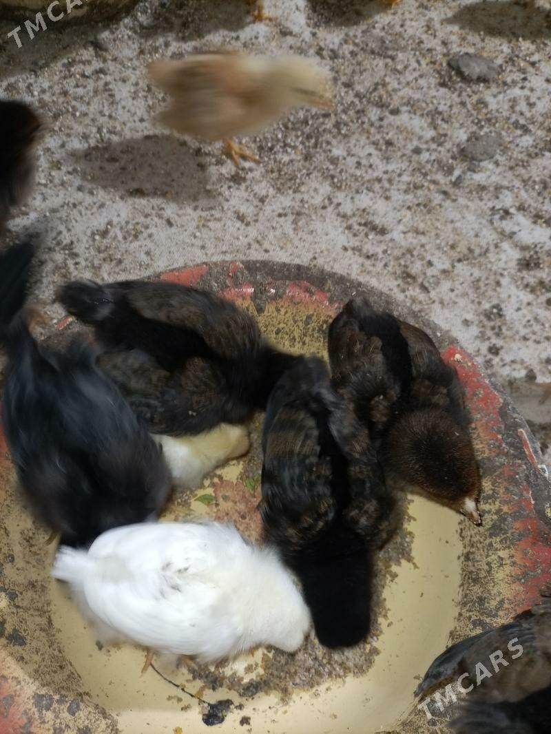 juyje - Gubadag - img 1