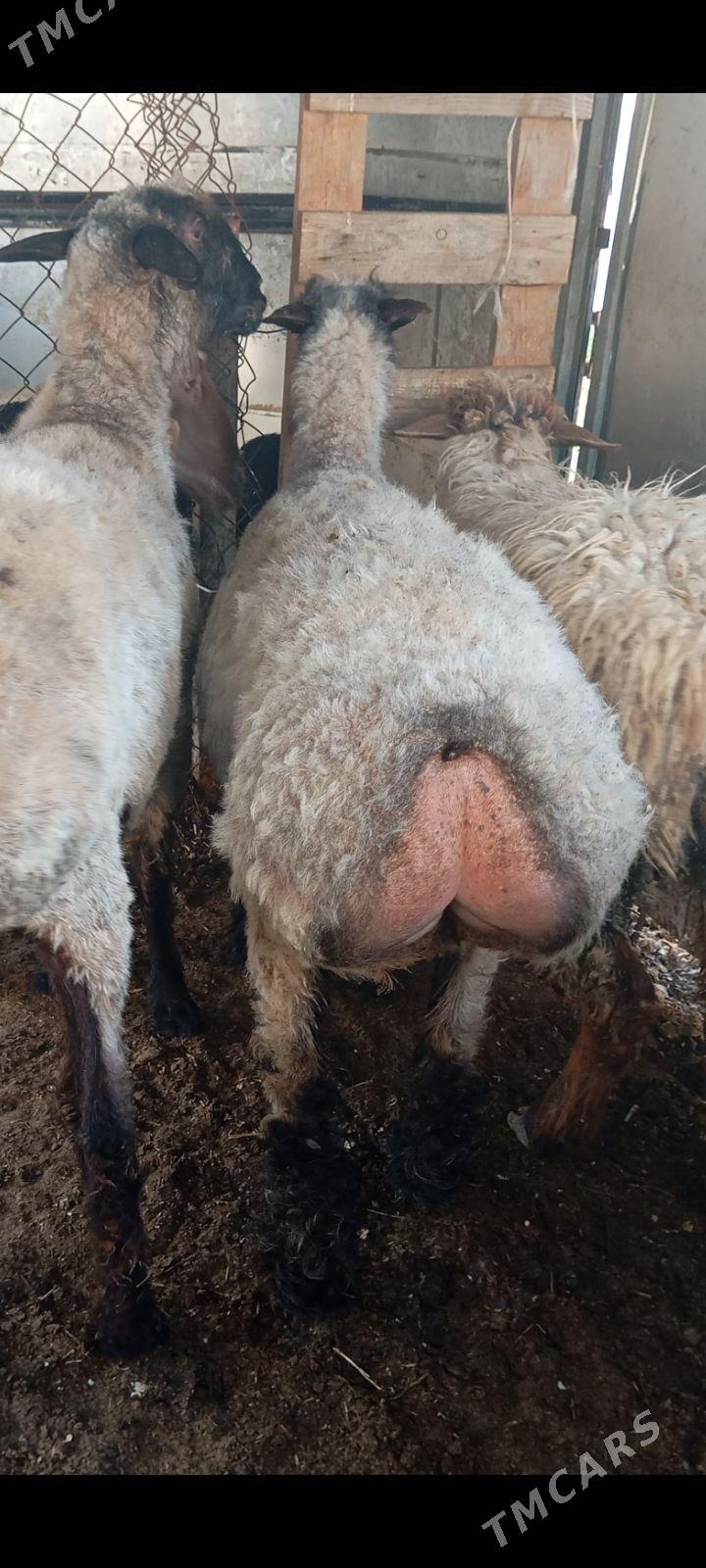 goyun bakylan - Ашхабад - img 1