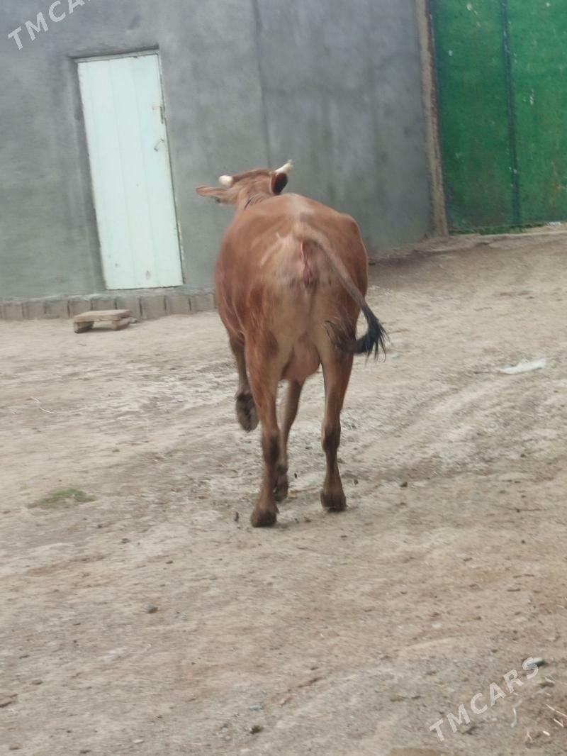 semiz tuwe - Bäherden - img 1