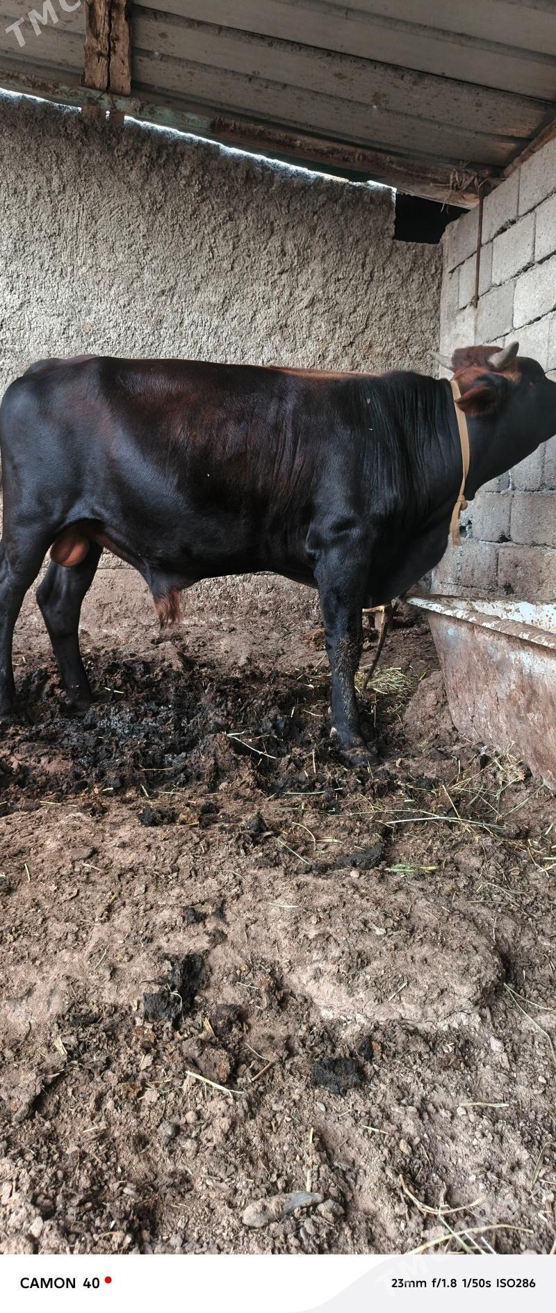 swes okuz - Änew - img 1