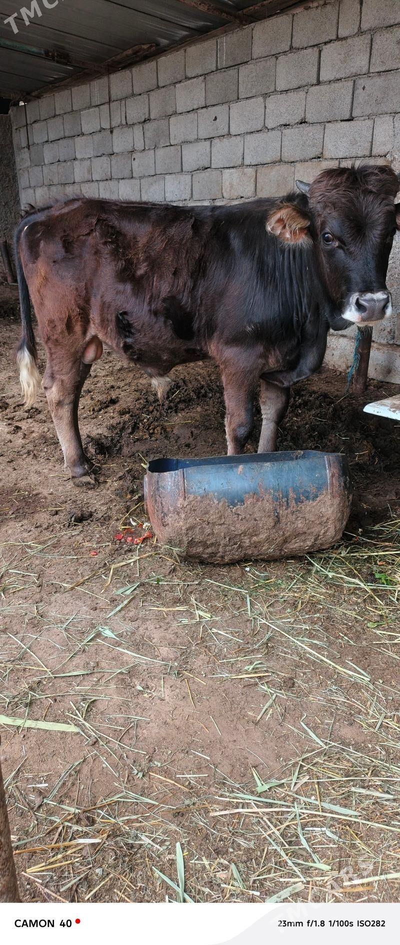 swes okuz - Änew - img 1