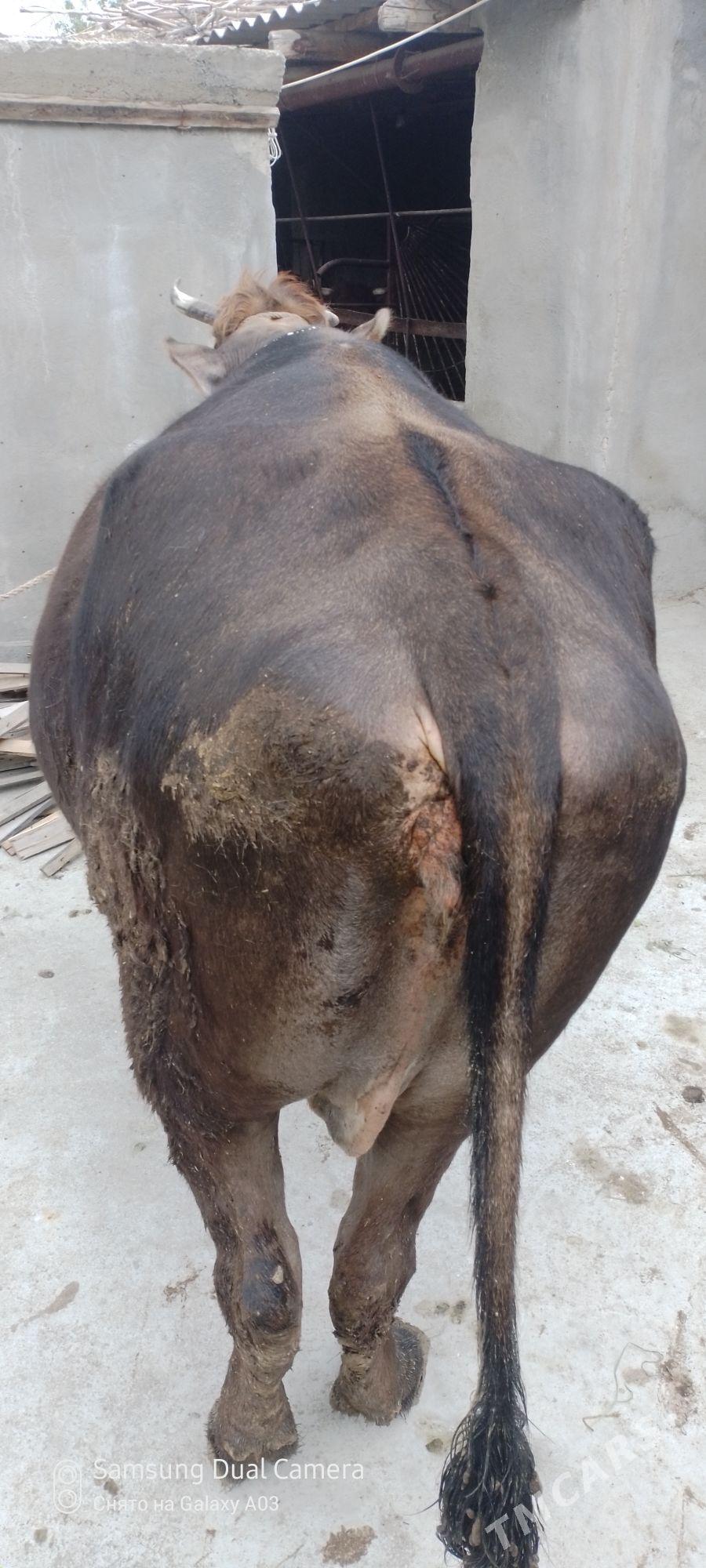 sygyr bakylan - Gökdepe - img 1