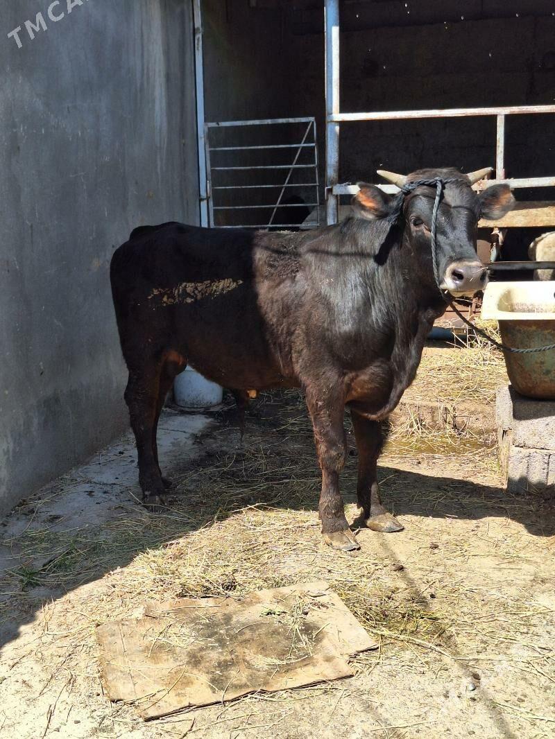 Okuz - Aşgabat - img 1