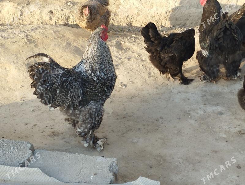 Bramma horazy - Махтумкули - img 1