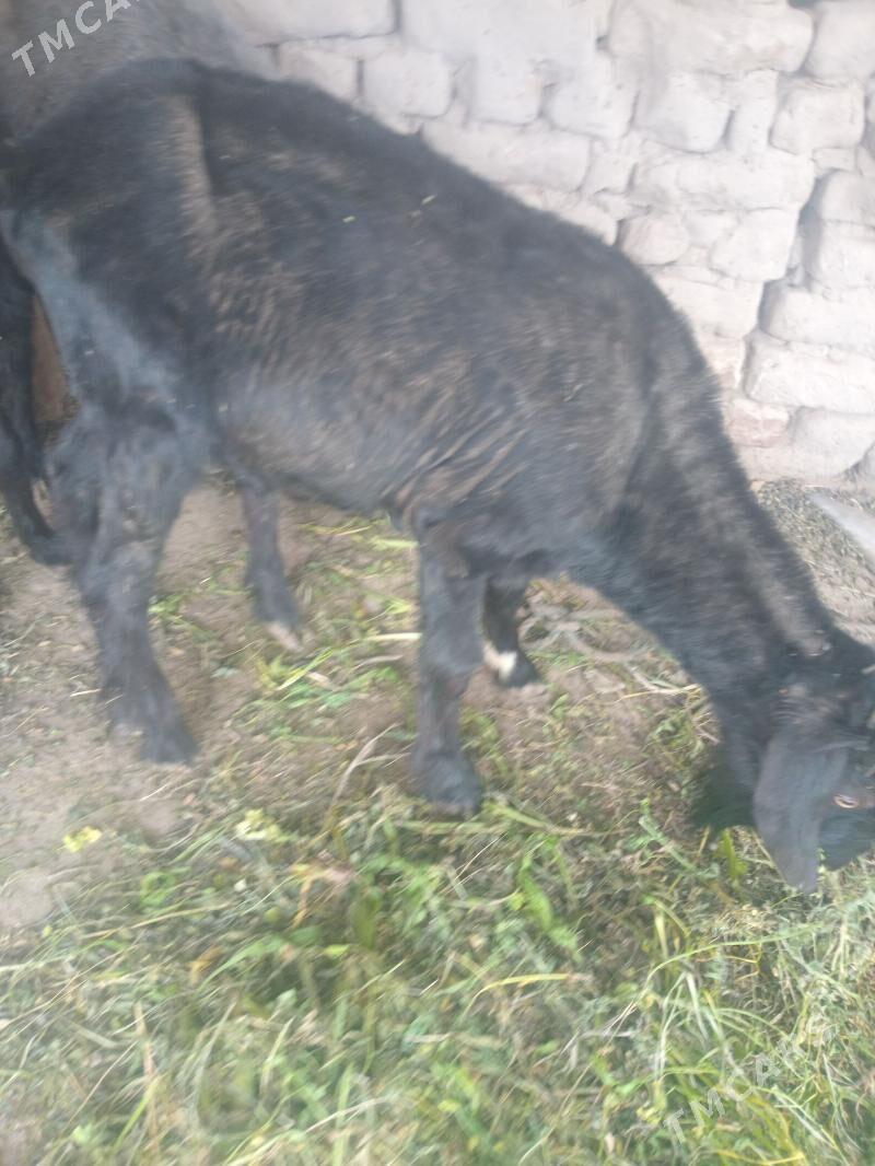 teke owlak - Farap - img 1