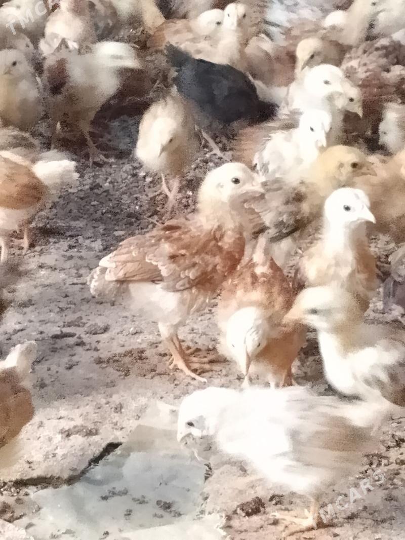 elin juje - Бахарден - img 1