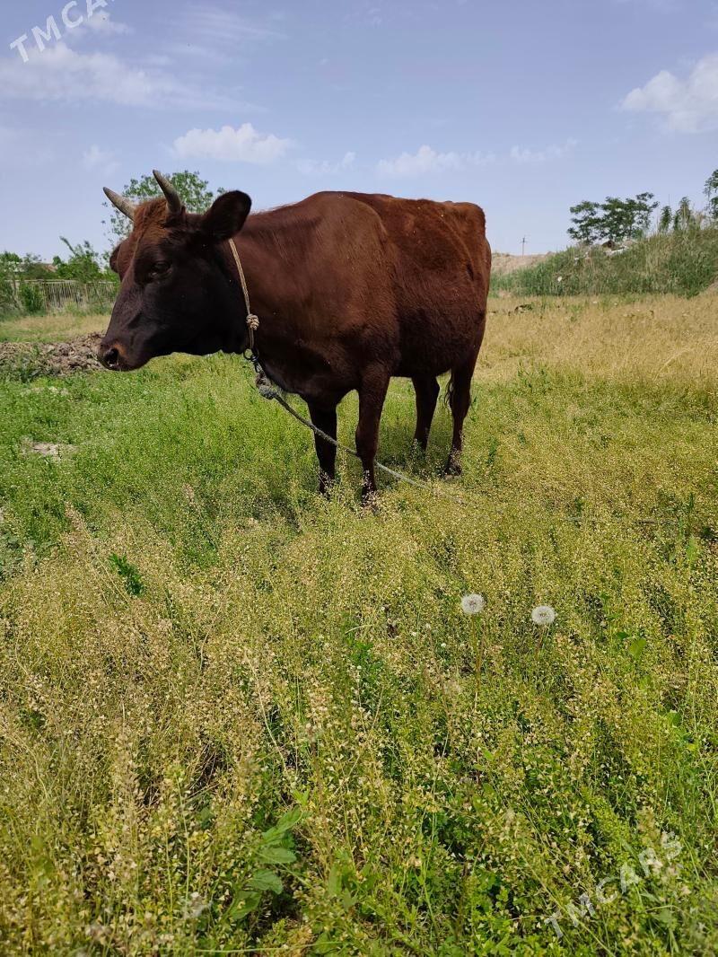yetik bogaz - Туркменабат - img 1