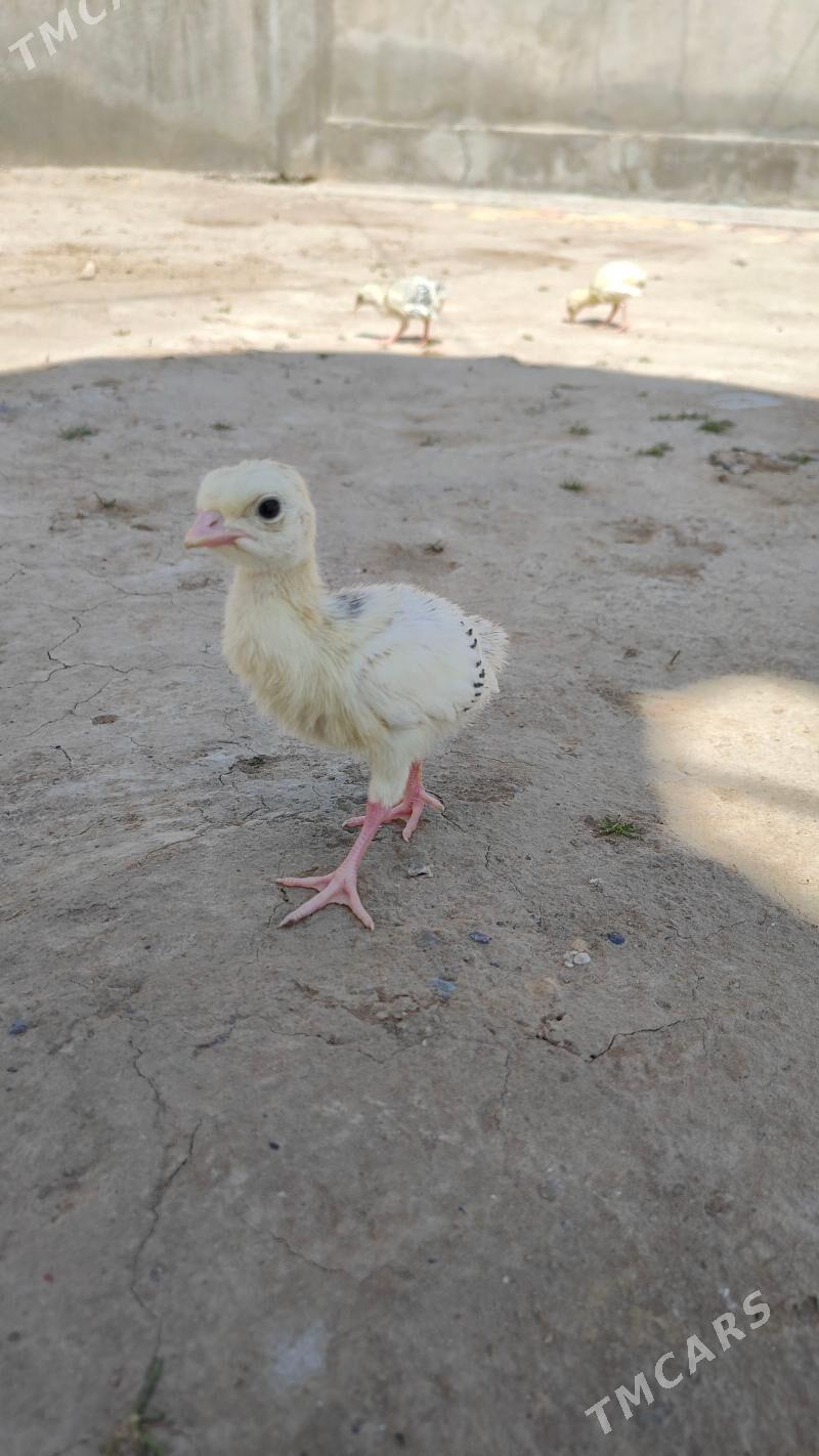 induk juyje - Türkmengala - img 1