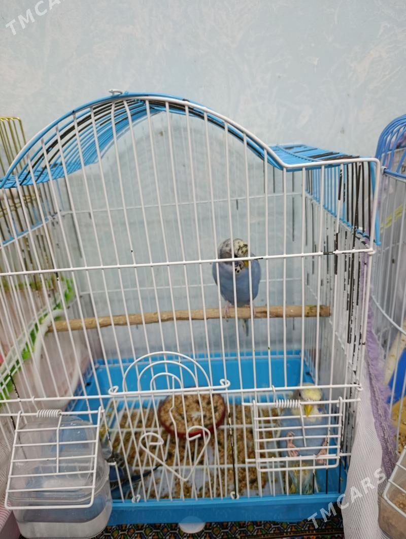 papugay - Ашхабад - img 1