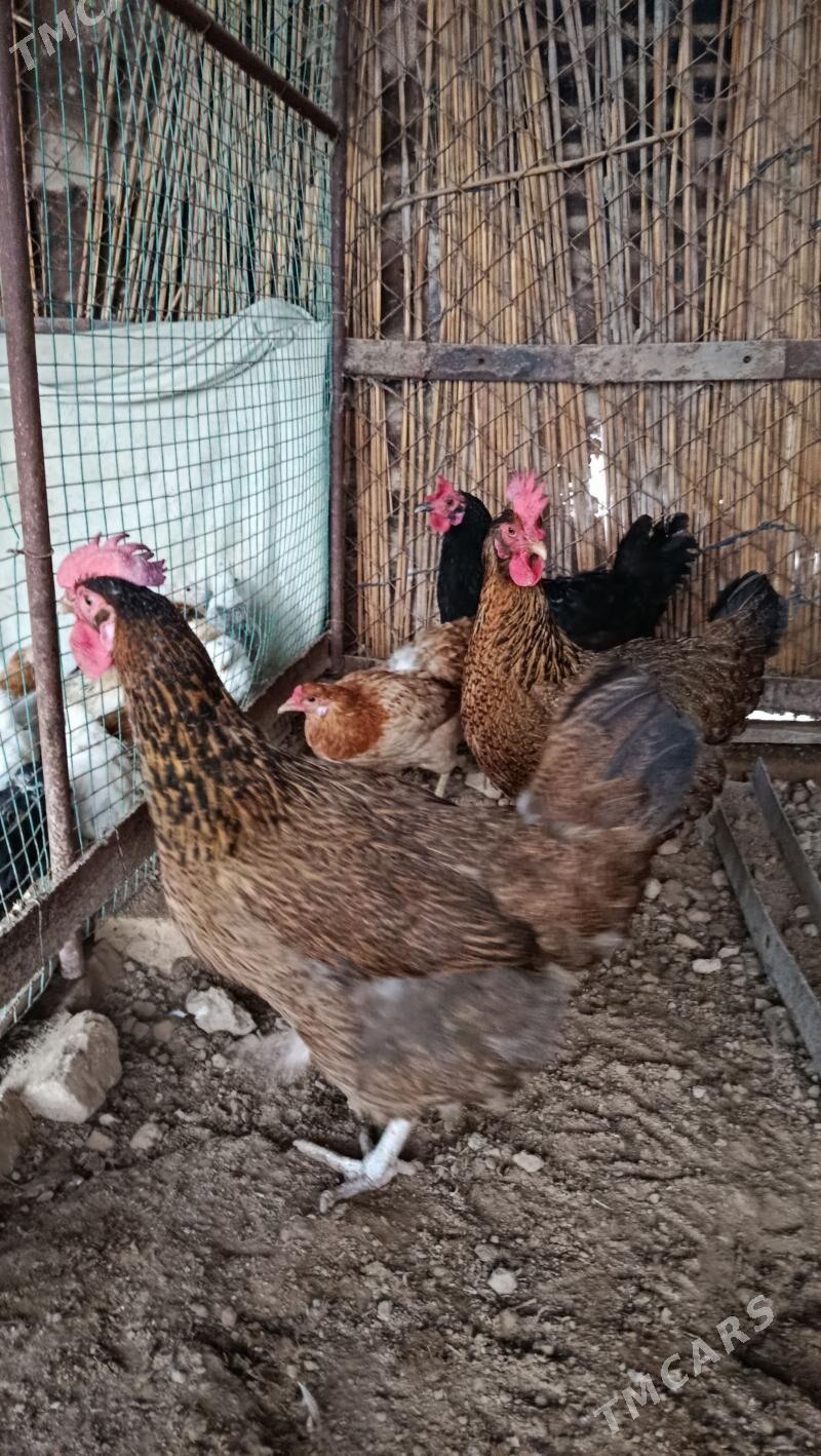 Gigant towuk - Векильбазар - img 1