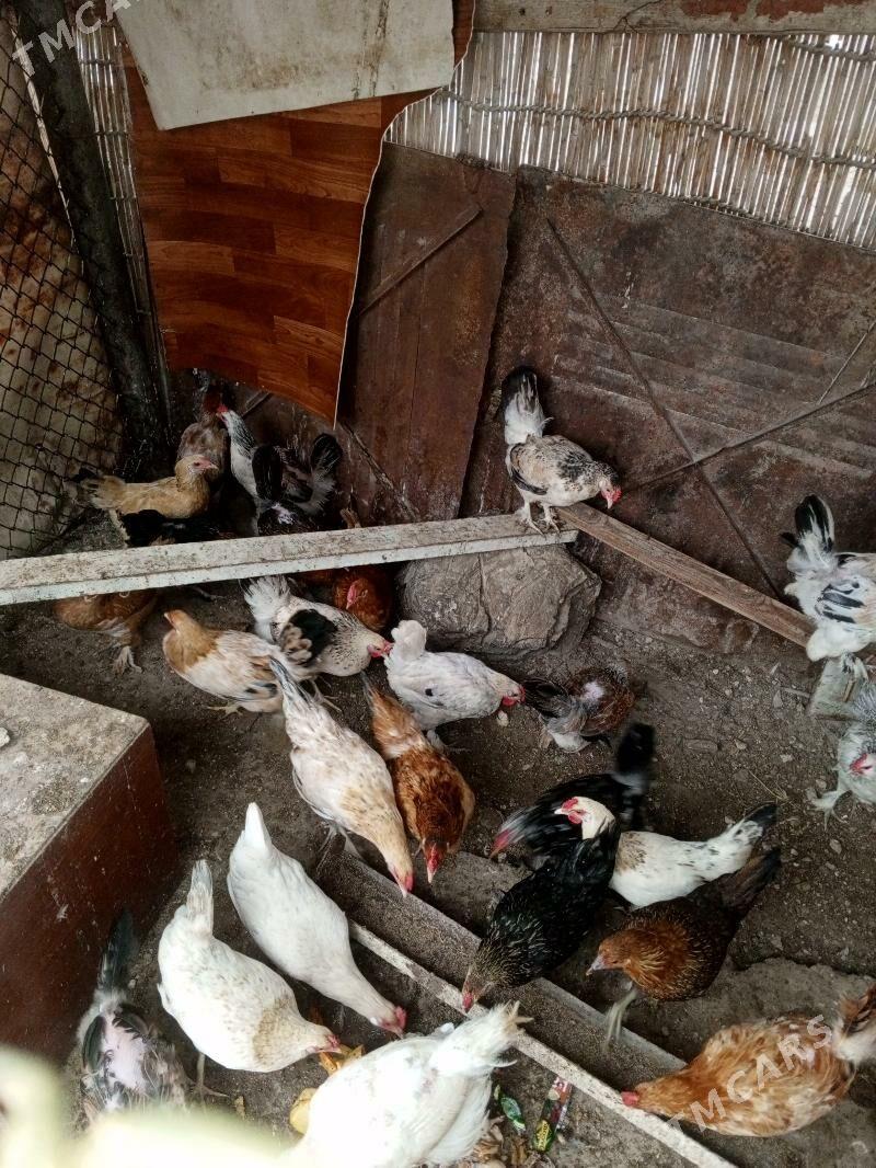 towyk - Balkanabat - img 1