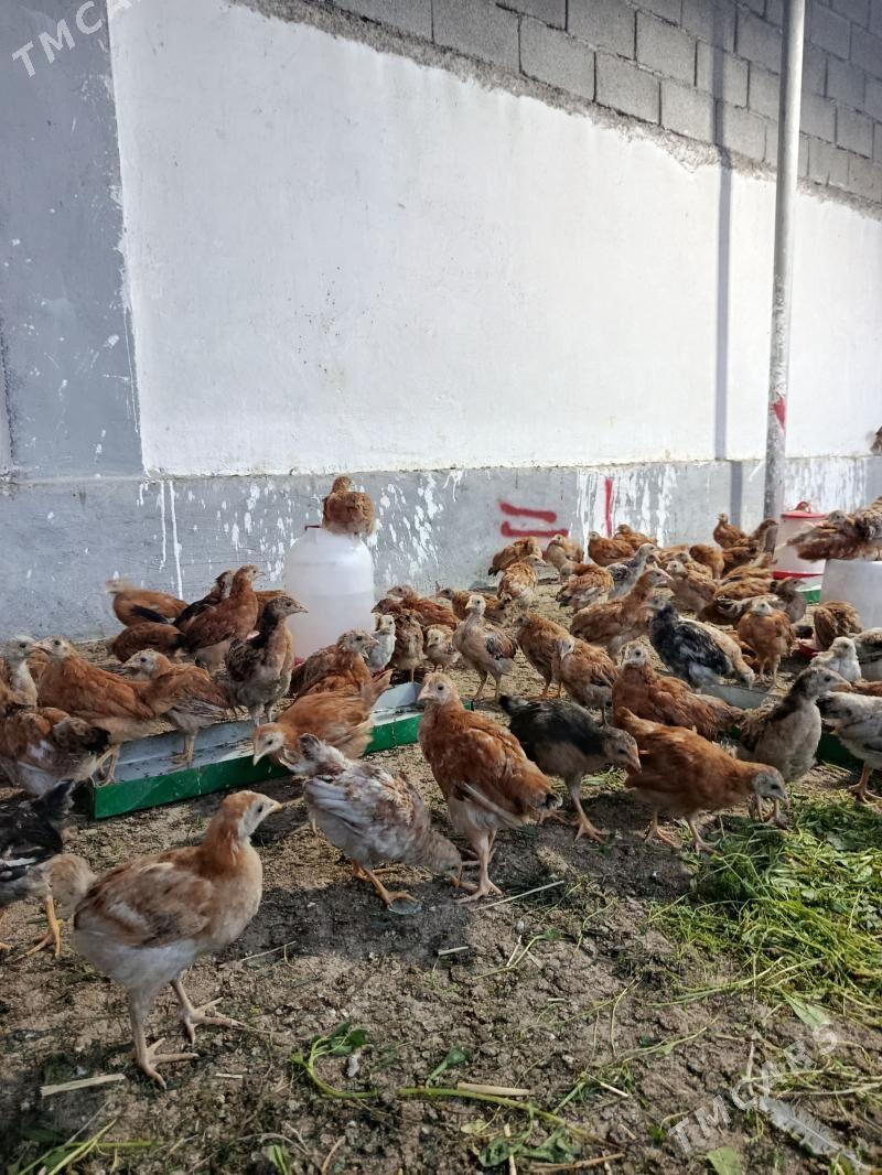 3 aylyk juyje - Аркадаг - img 1