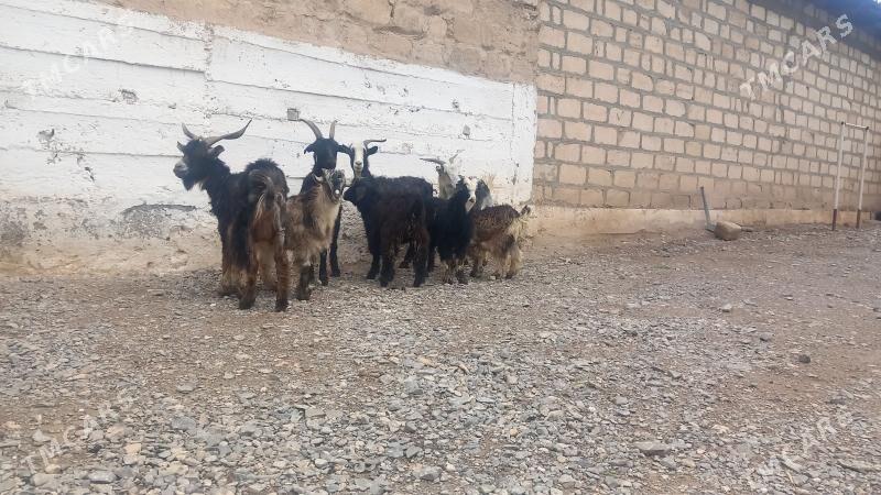 owlakly geçi - Gyzylarbat - img 1