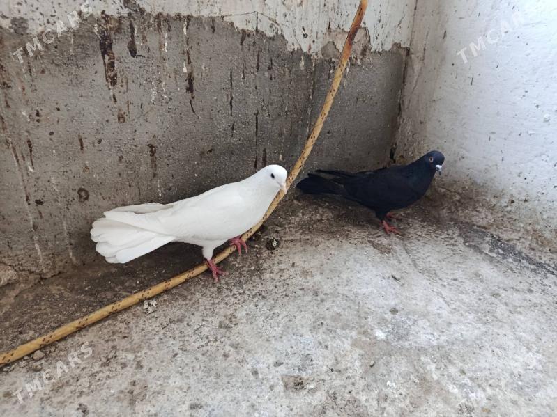 kepderi. - Gyzylarbat - img 1