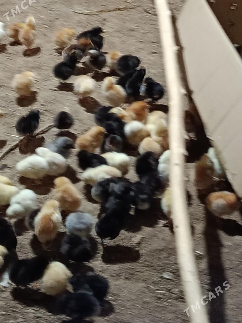 jüýje - Gurbansoltan Eje - img 1