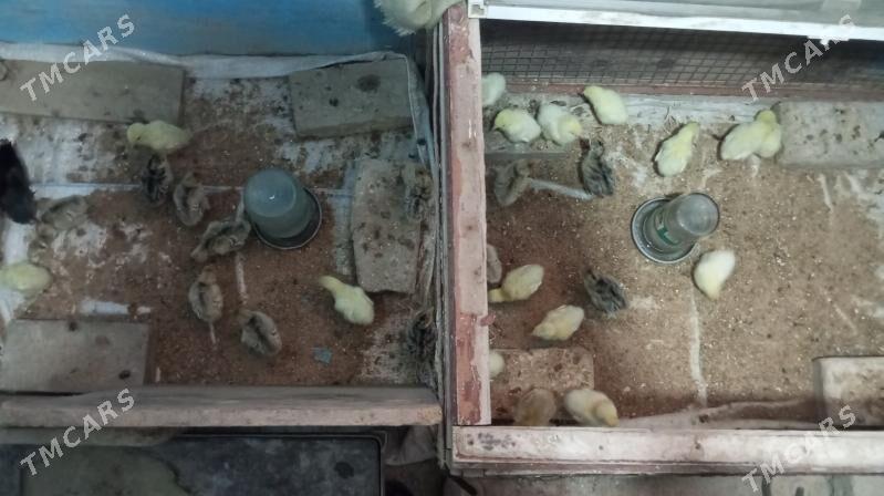 induk juyje - Wekilbazar - img 1