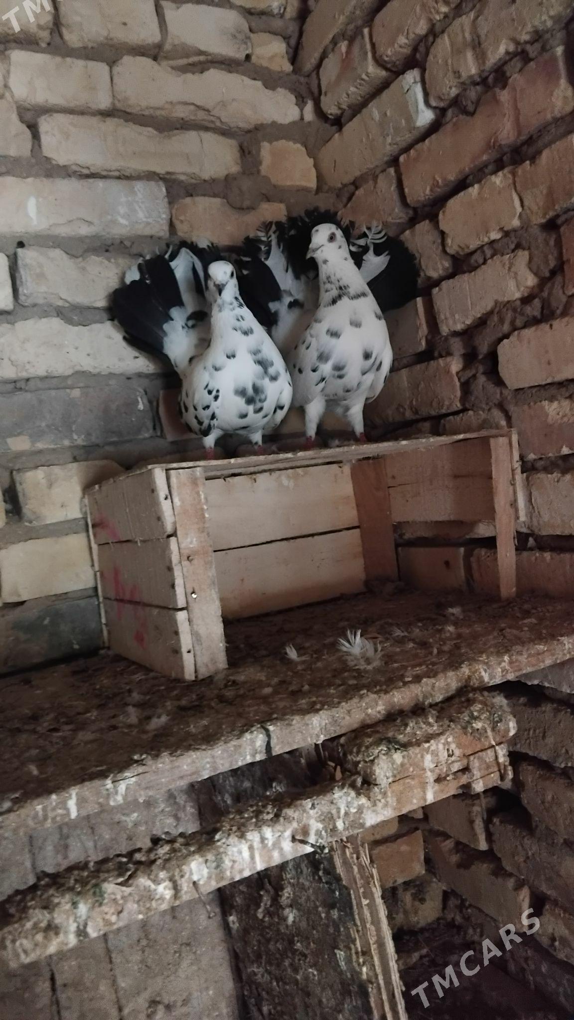 kepderi pawlin - Векильбазар - img 1