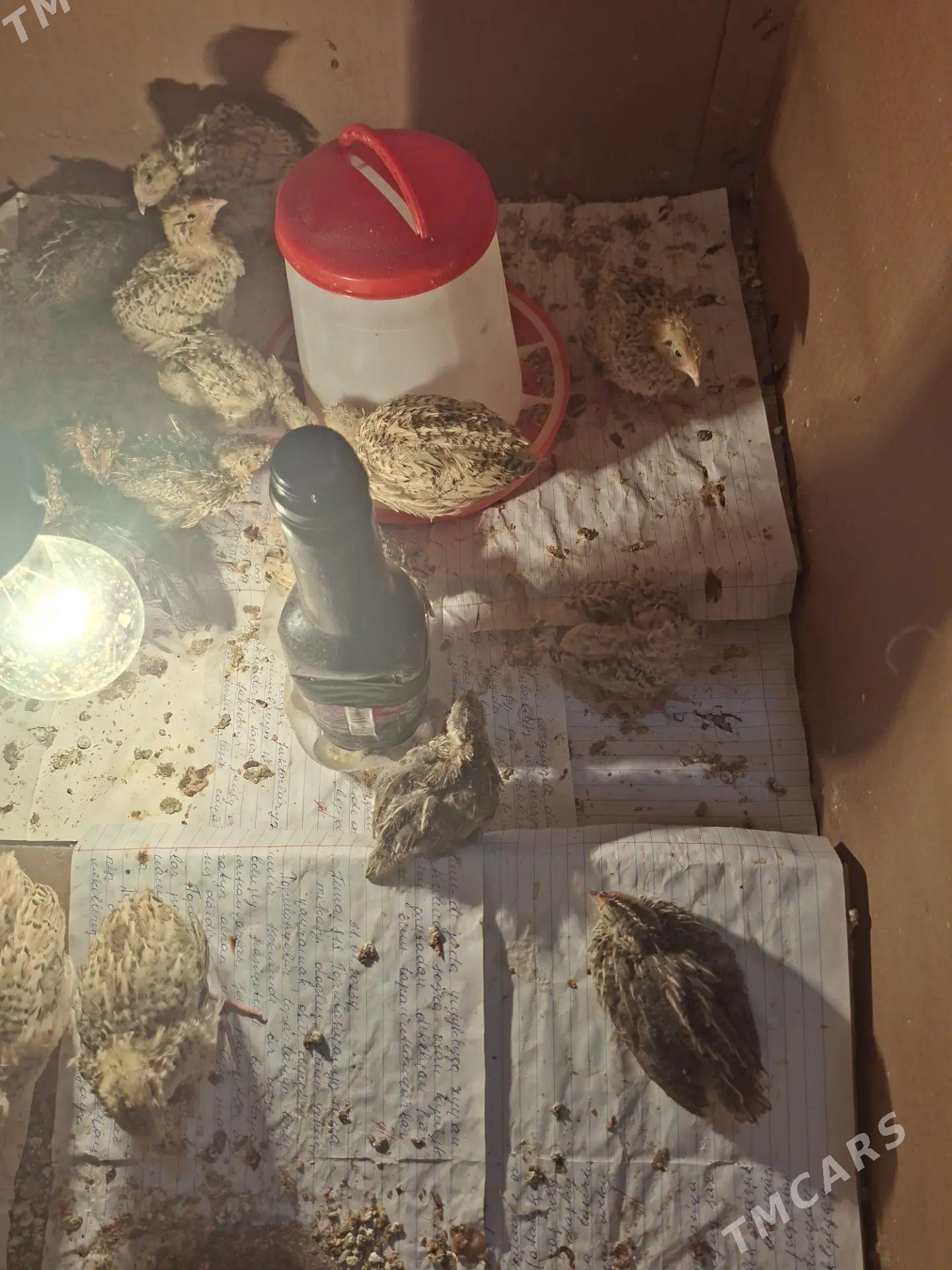 bedene Juje - Änew - img 1