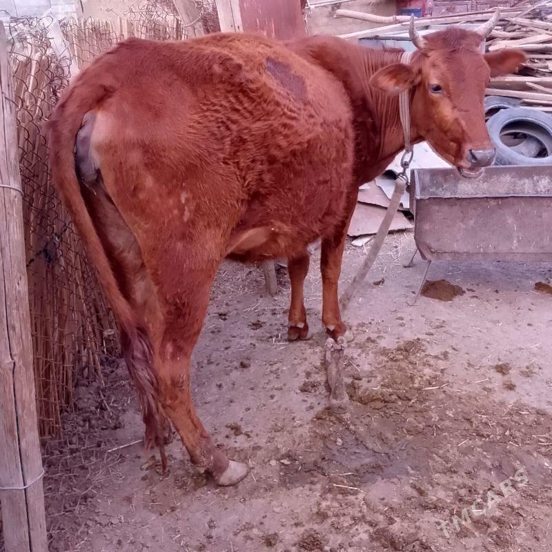 Agyr bogaz sygyr gul - Сакарчага - img 1