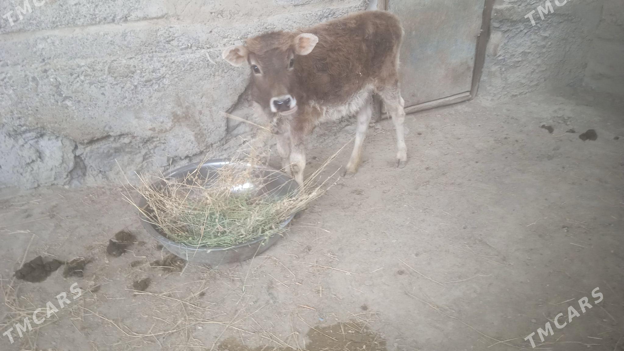 tohum tüwe - Bäherden - img 1