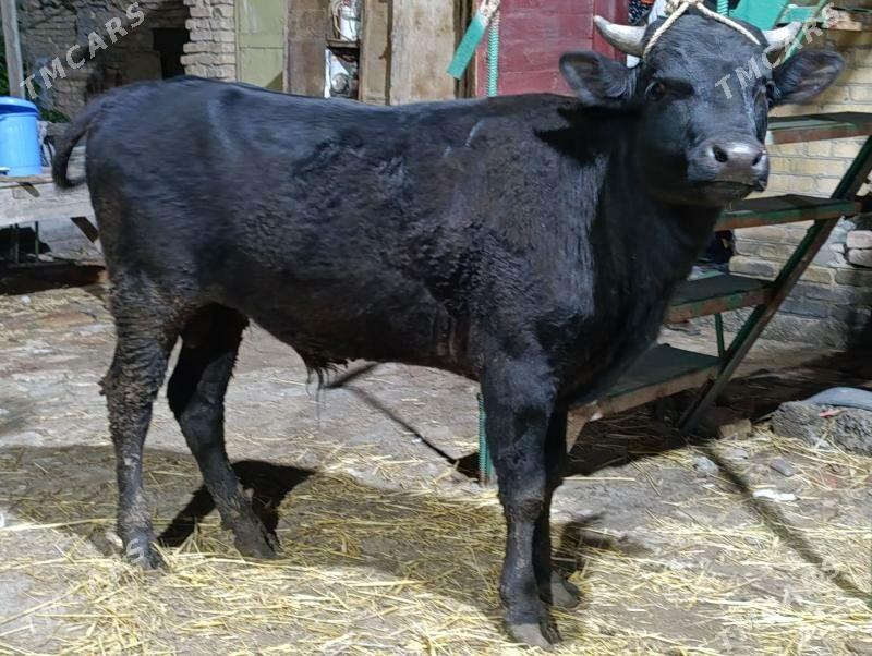 OKUZ - Türkmenabat - img 1