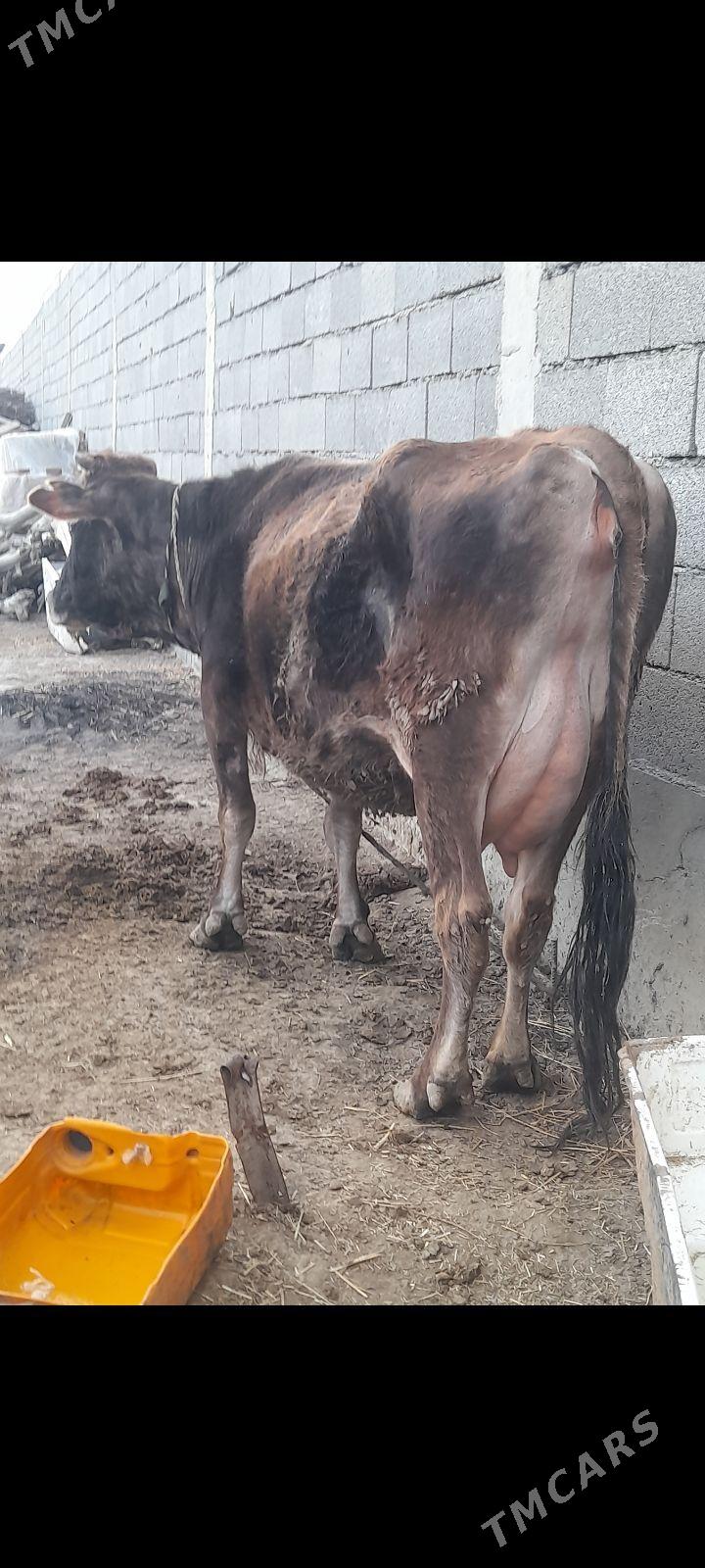 göleli sigir - Бахарден - img 1