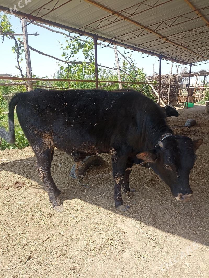 şiwes öküz - Байрамали - img 1