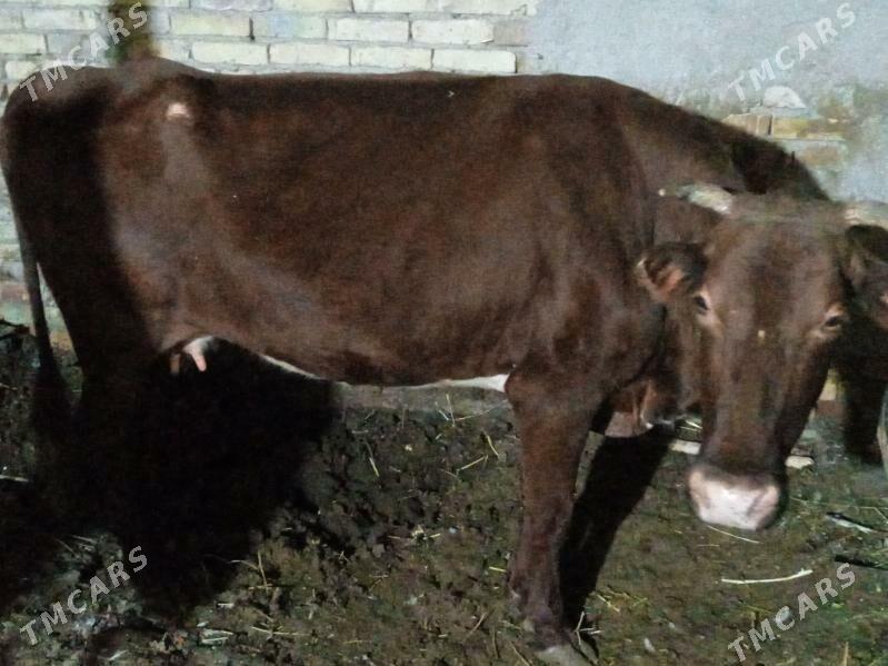 saglyk inek - Çärjew - img 1