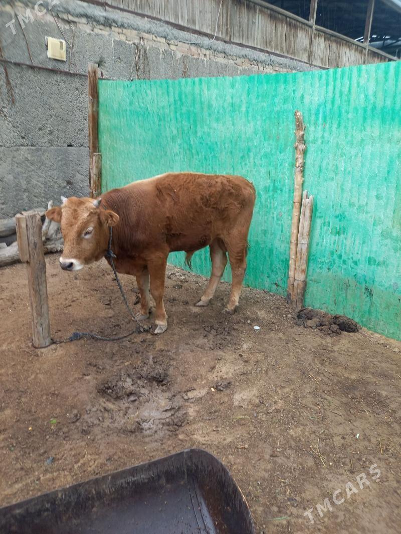 Bakylan okuz - Кëши - img 1