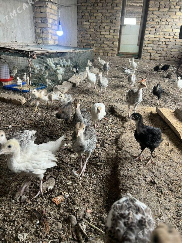 induk jüyje 2aydan geçen - Туркменабат - img 1