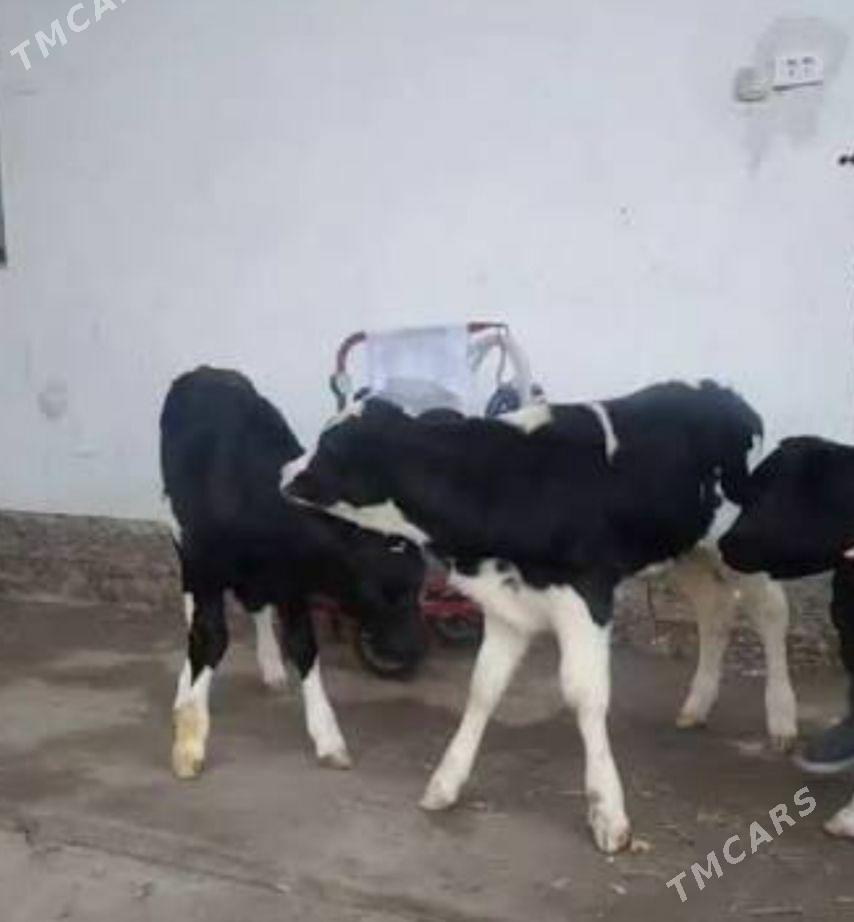 tohum gole okuz - Köýtendag - img 1