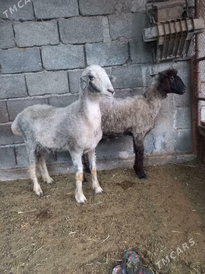 goýun - Бузмеин - img 1