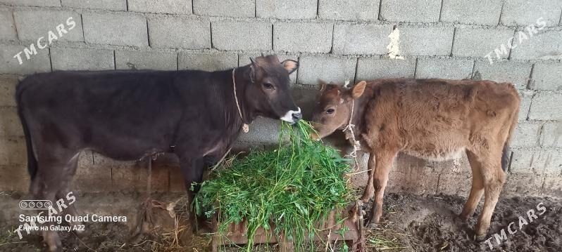 tuwe - Гёкдепе - img 1