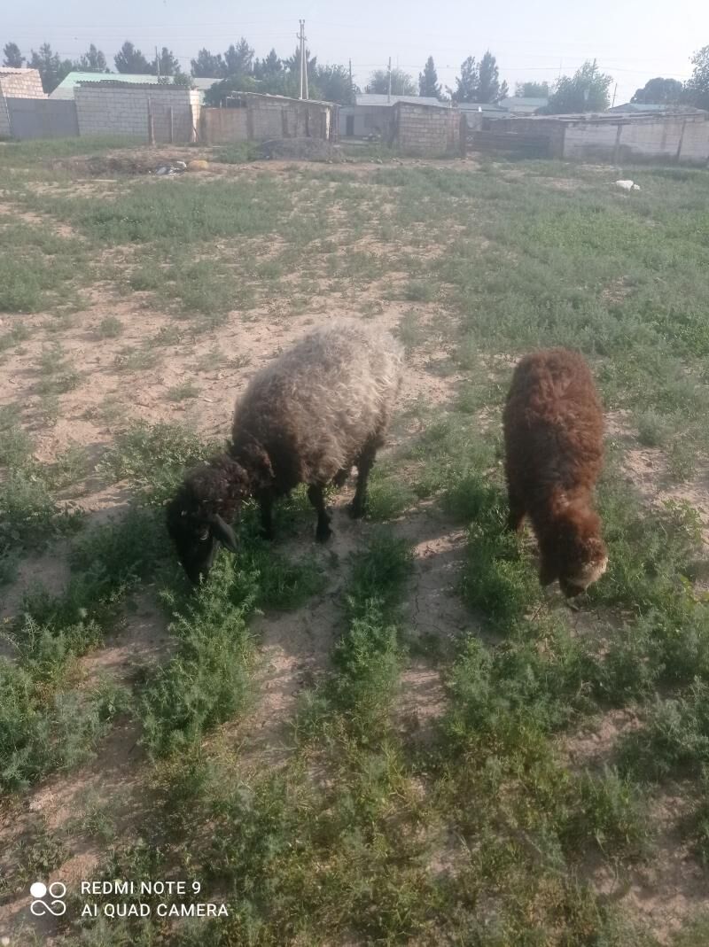 Guzuly goýun - Яшлык - img 1