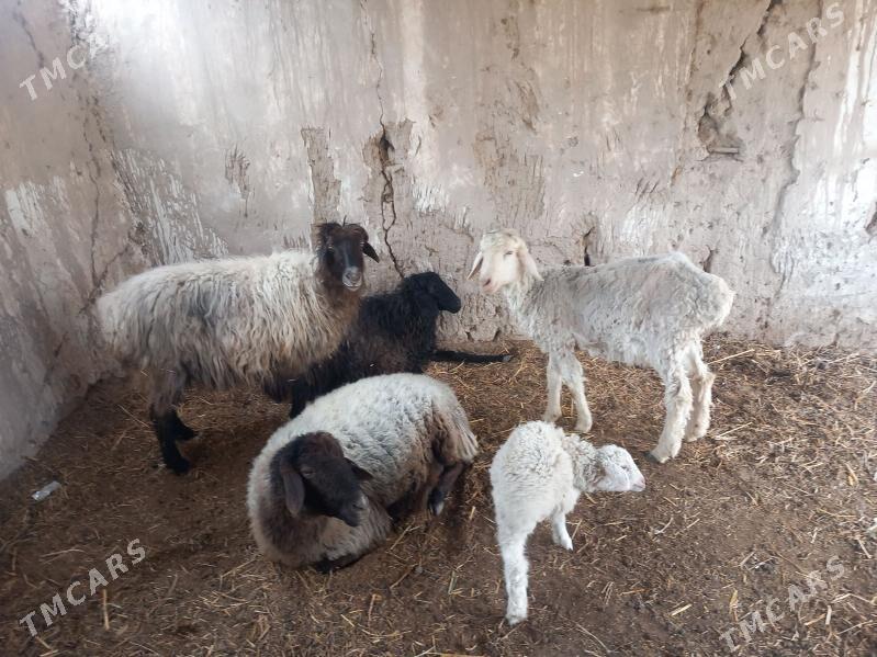 guyin - Шабатский этрап - img 1