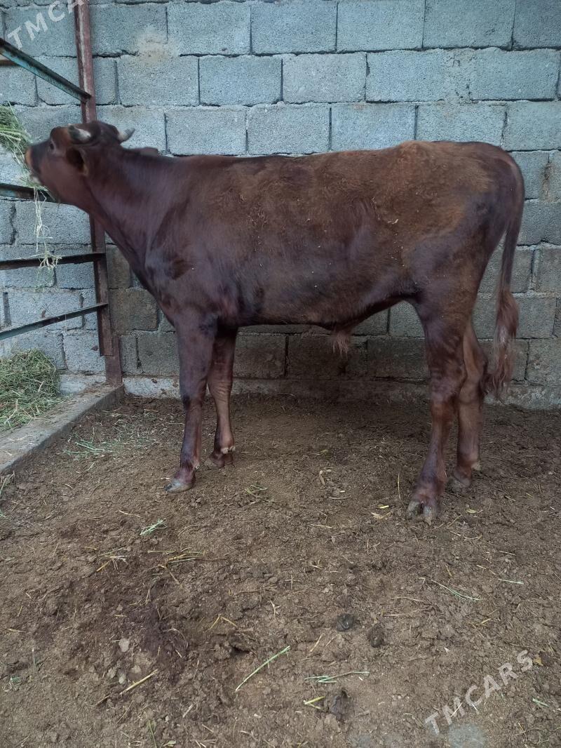 öküz - Büzmeýin - img 1